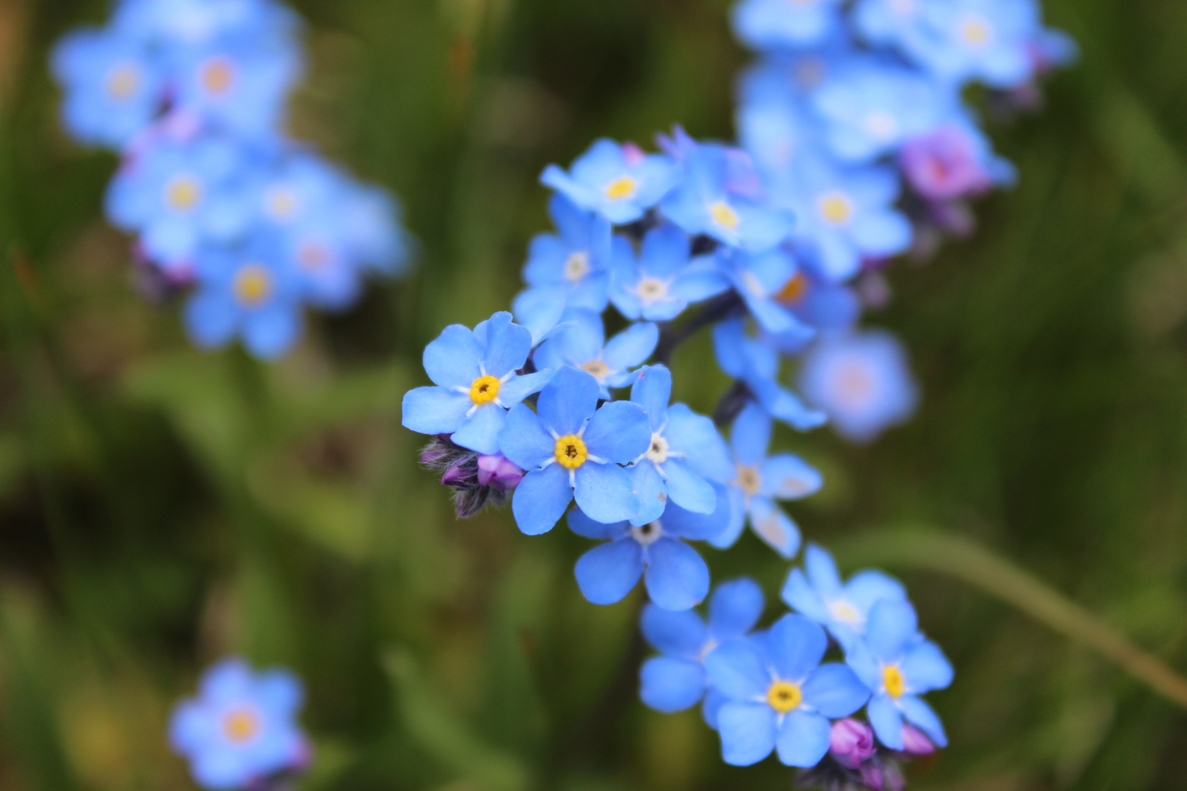Fiori in località Buffaure