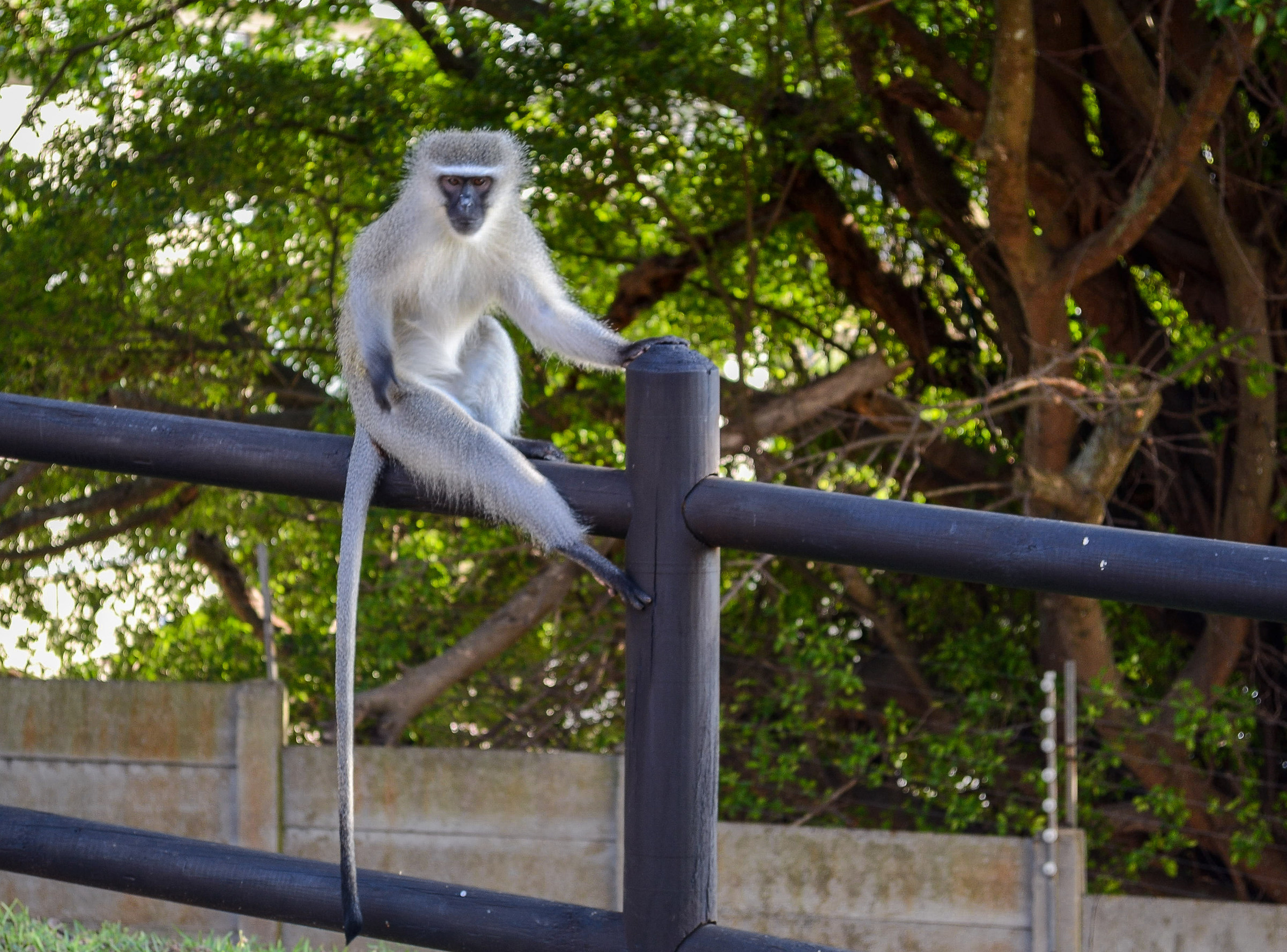 Who and 'the more' beautiful of them all?