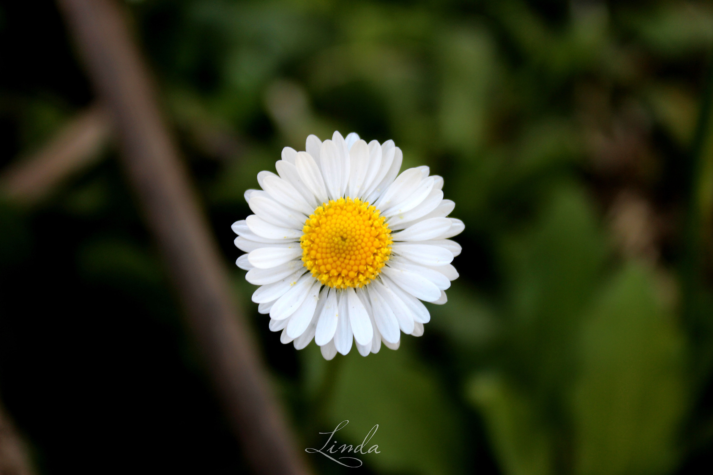Daisy