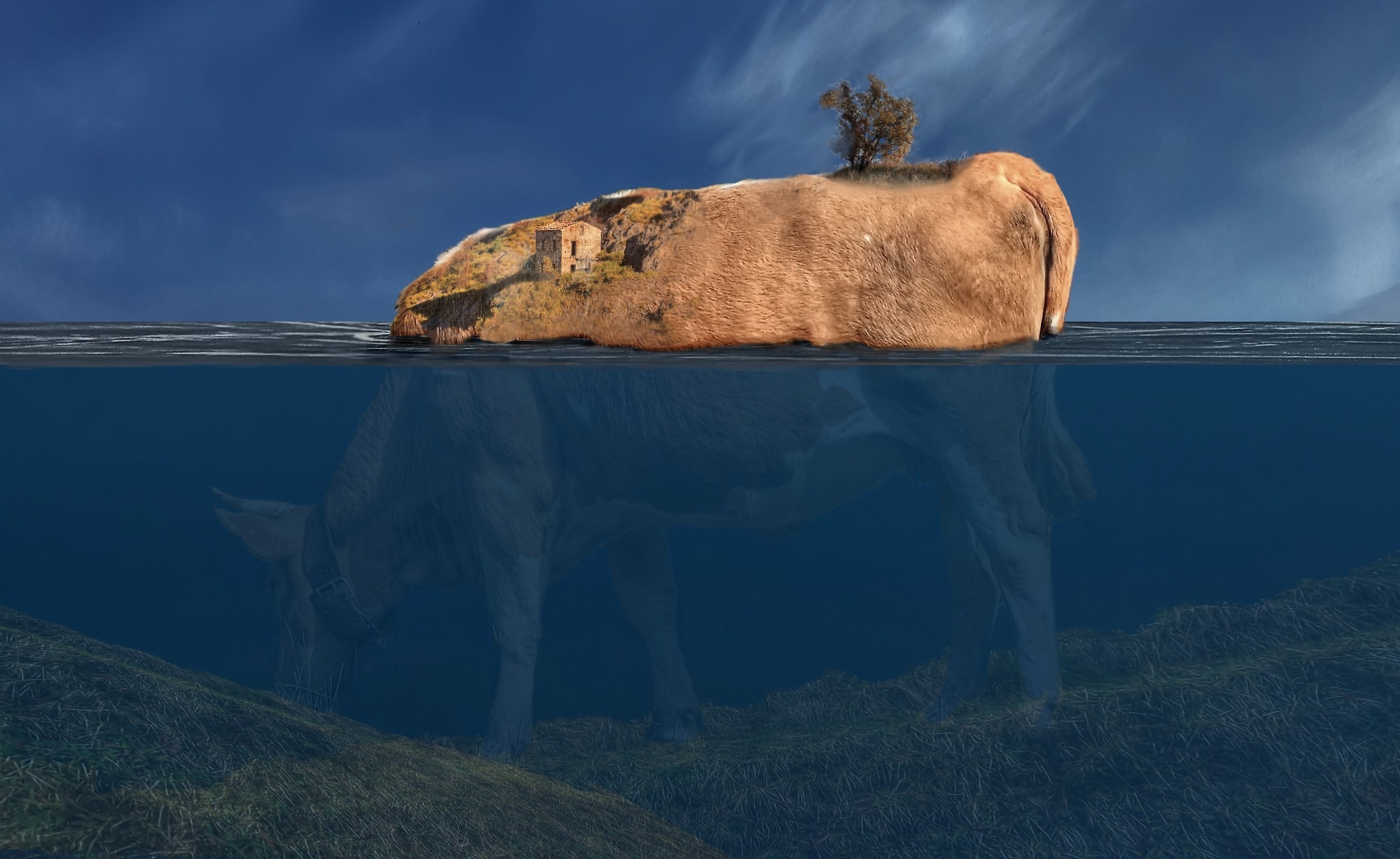 L'isola della mucca - HDR