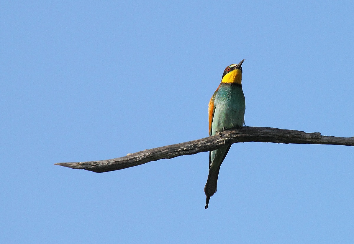 Sono arrivati i gruccioni!