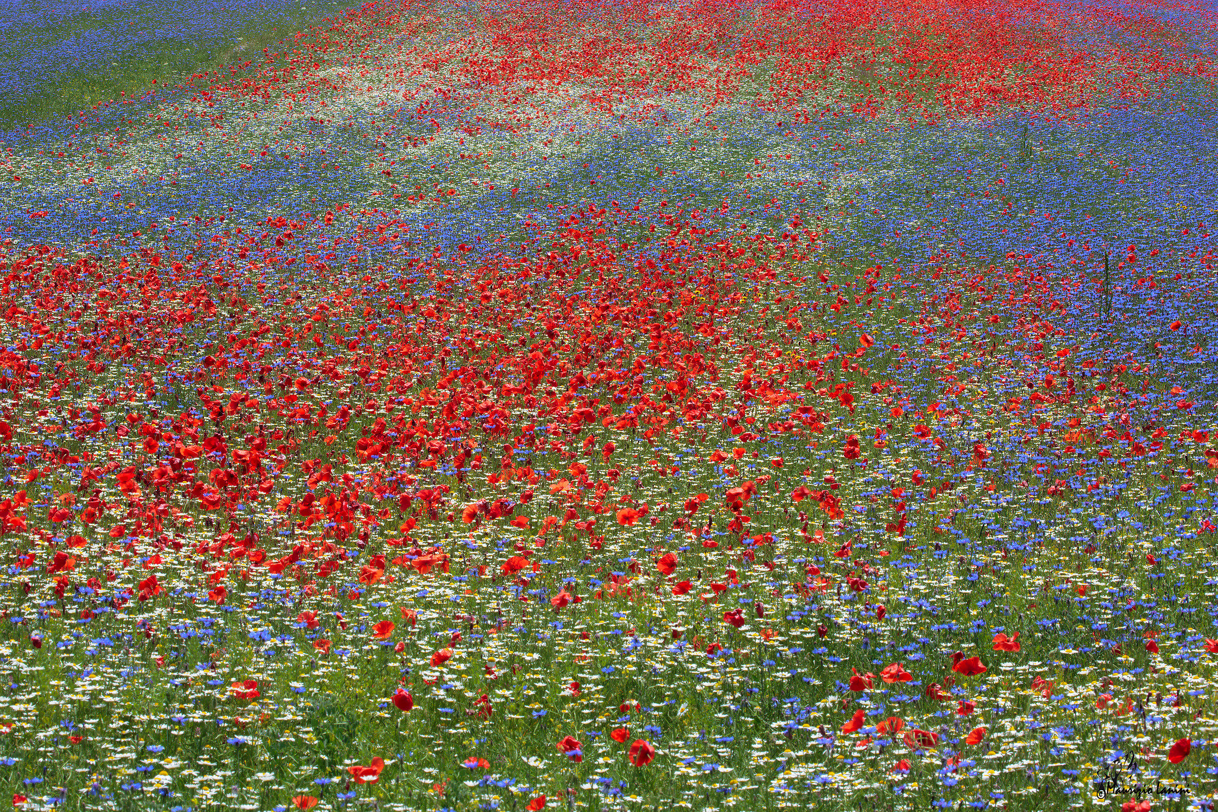 United Colors of Castelluccio ( HD)