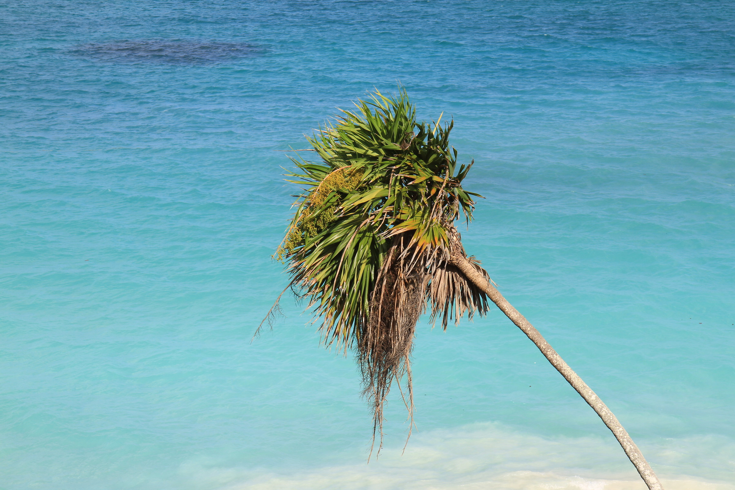 Palma on the beaches of the Caribbean
