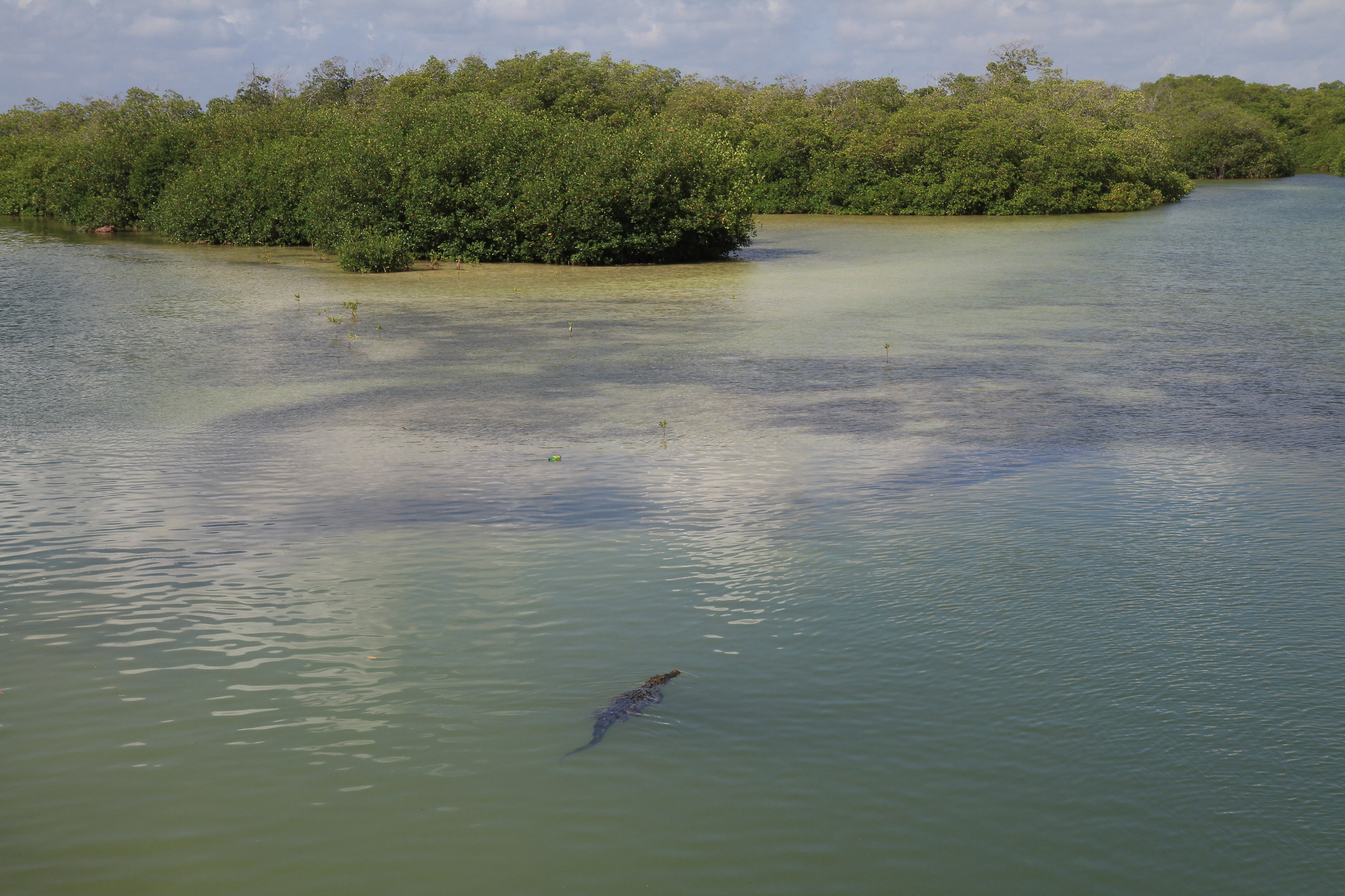 Coccodrillo nei Caraibi