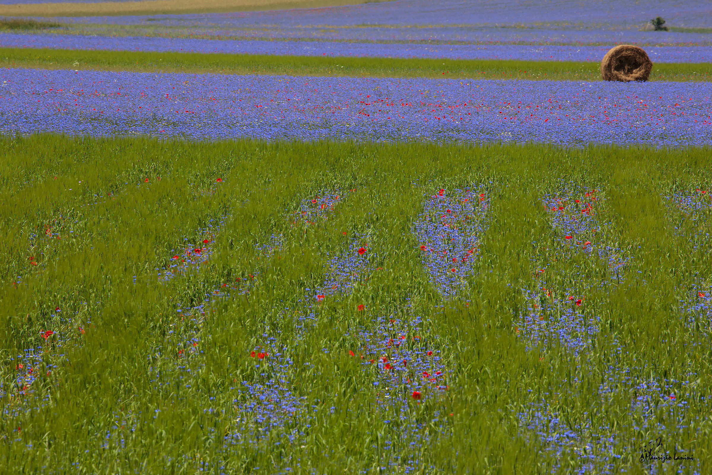 Ricongiungimento ( solo HD)