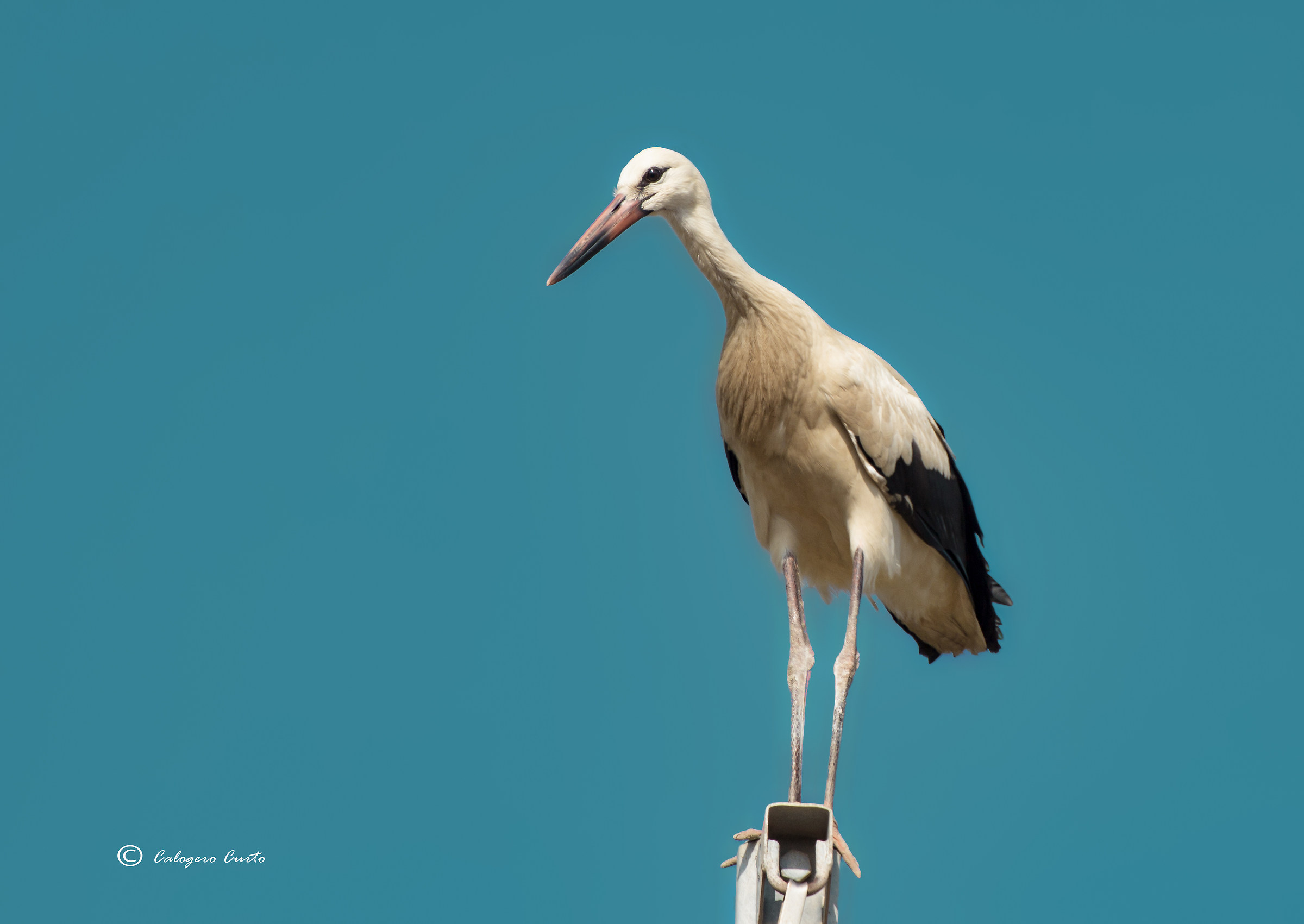 Stork