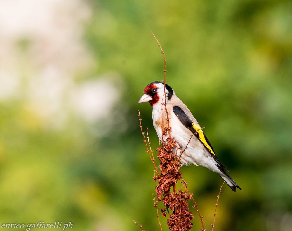 goldfinch