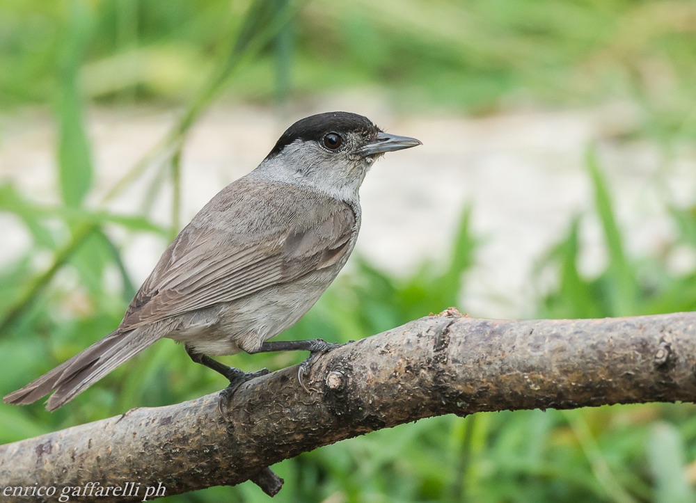 blackcap