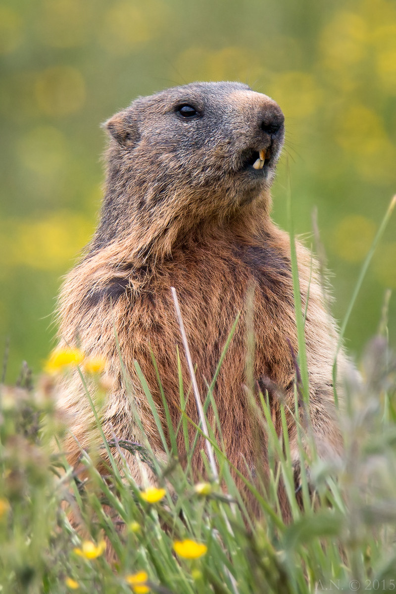 "I will have closed the gas ?!"