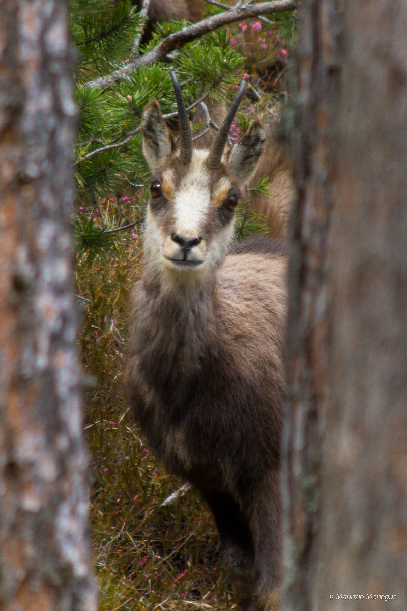 Tra i pini silvestri