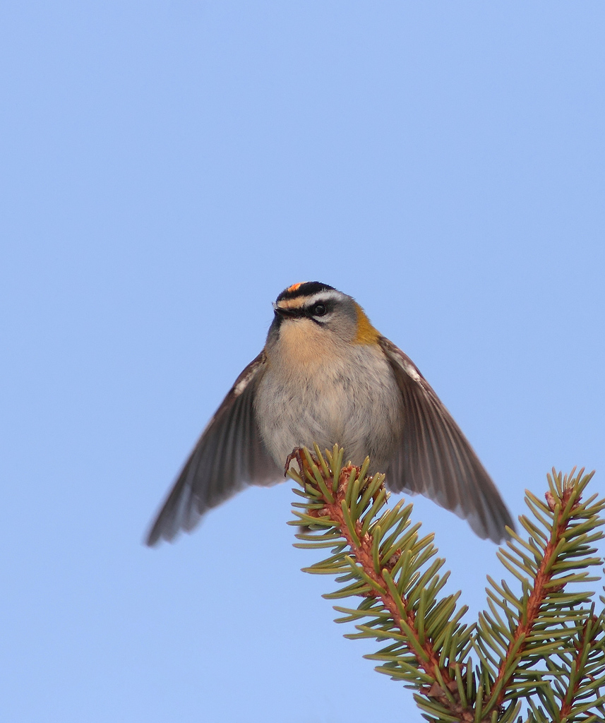 Firecrest