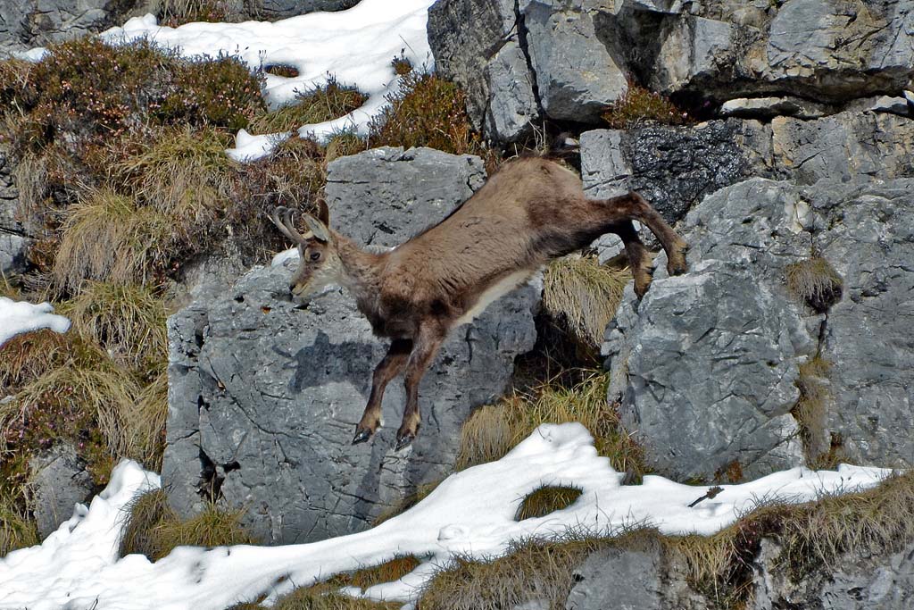 Camoscio giovane