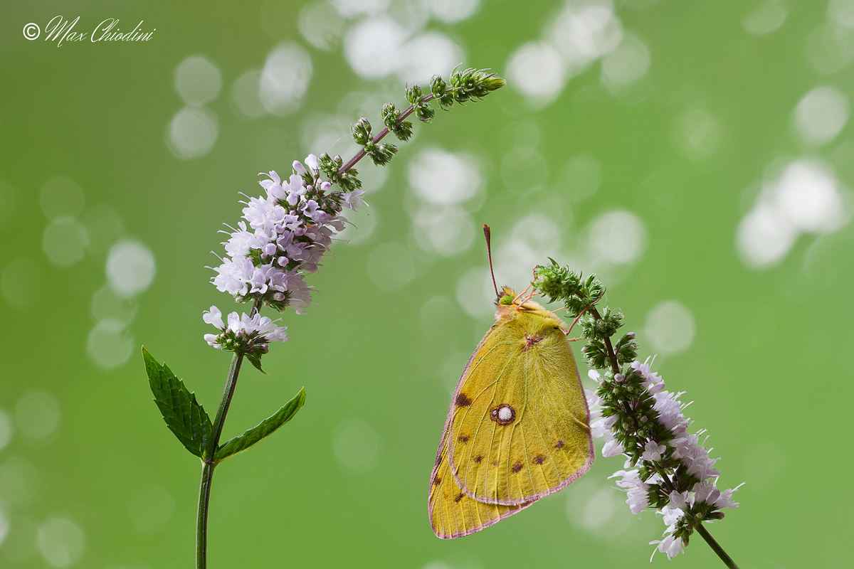 At Sciura Colias like mint