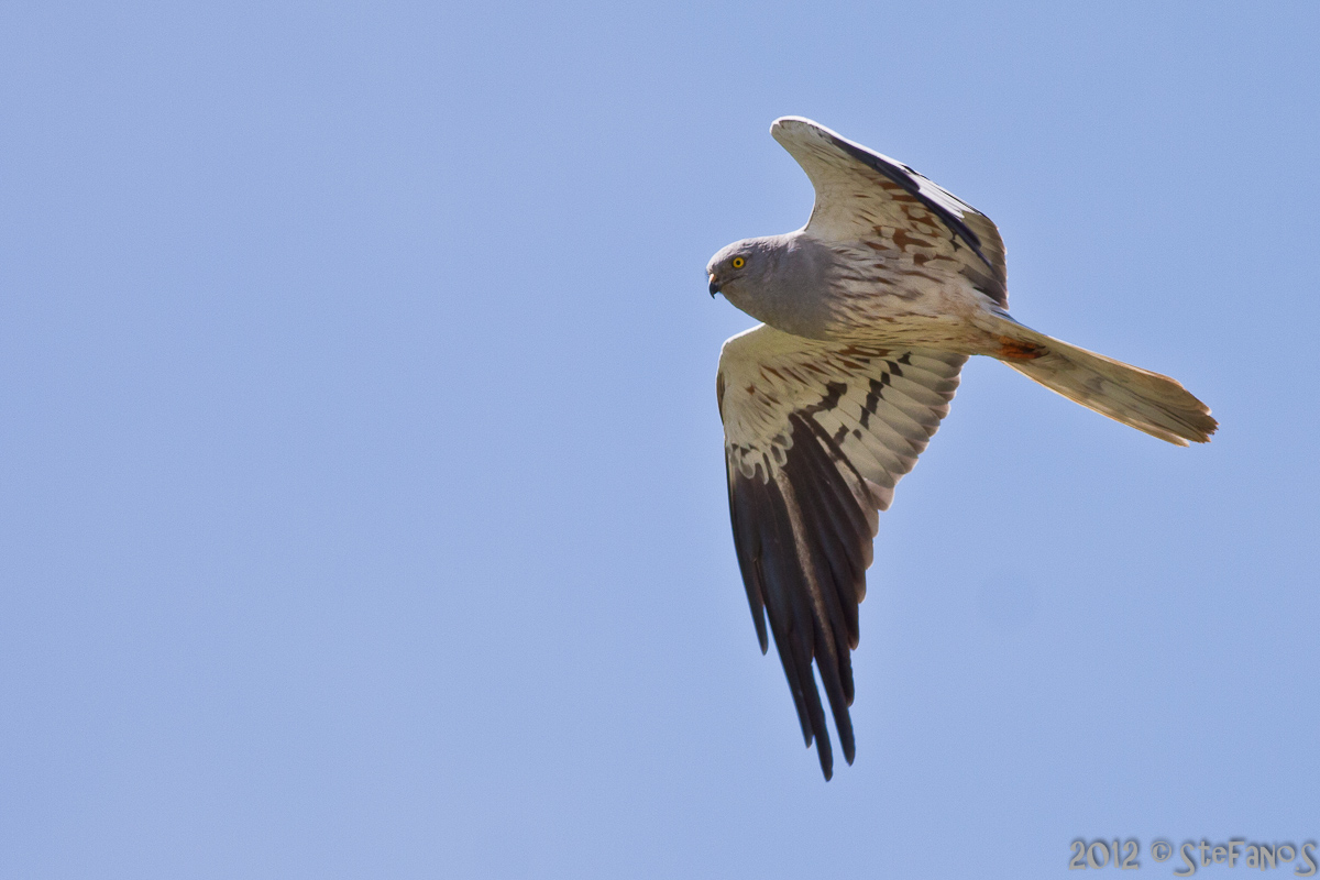 Albanella minore maschio in volo