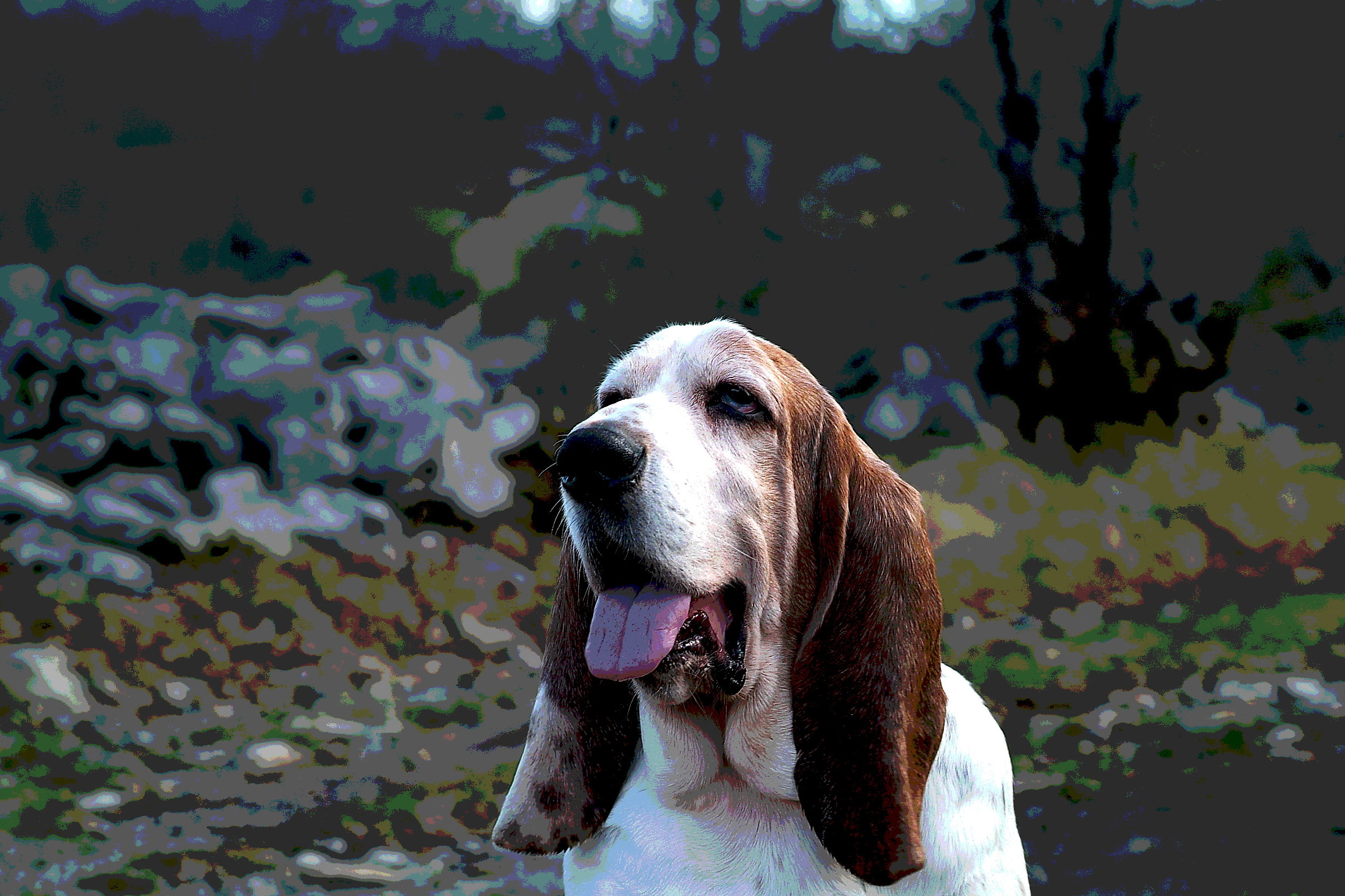 Un basset  felice