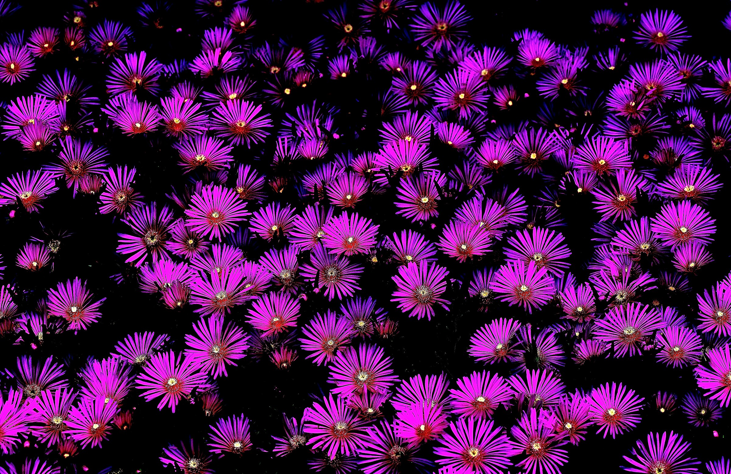 flowers in the night.........................