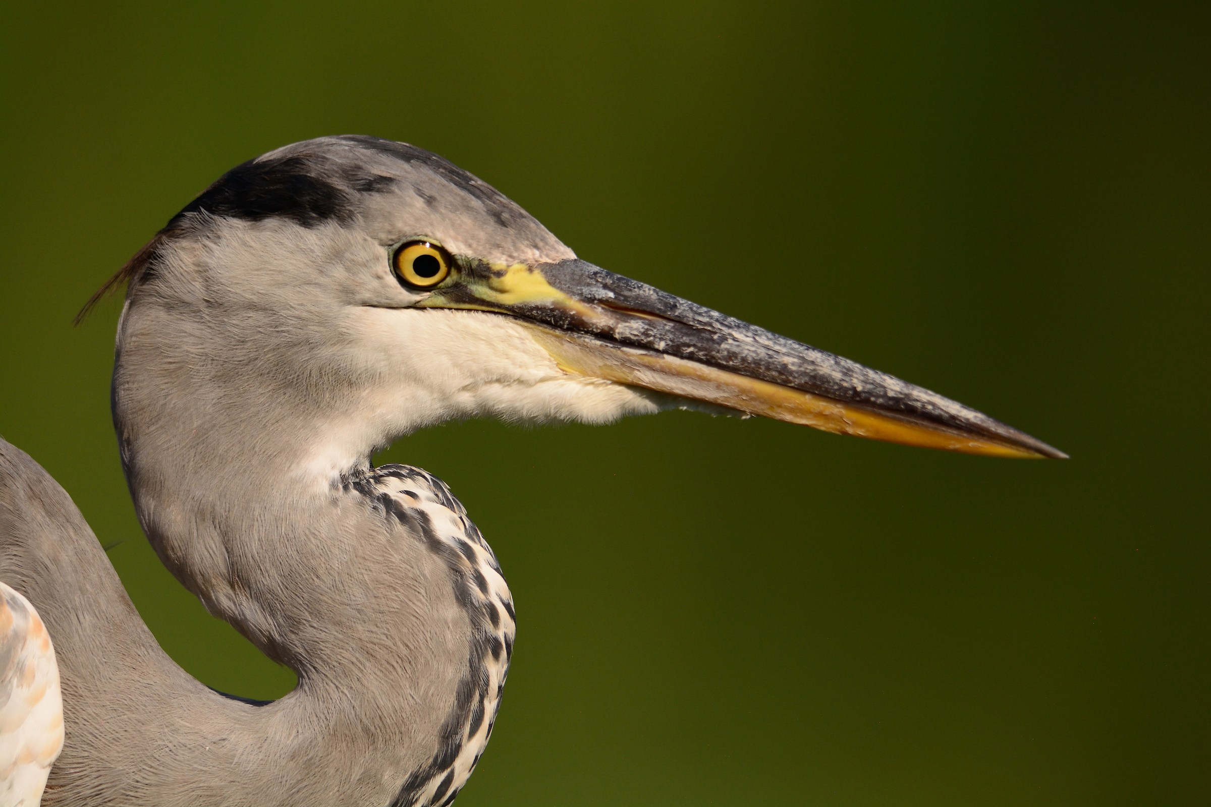 Grey heron