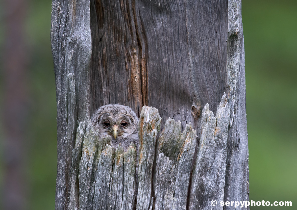 Pullo of Alloco Urals