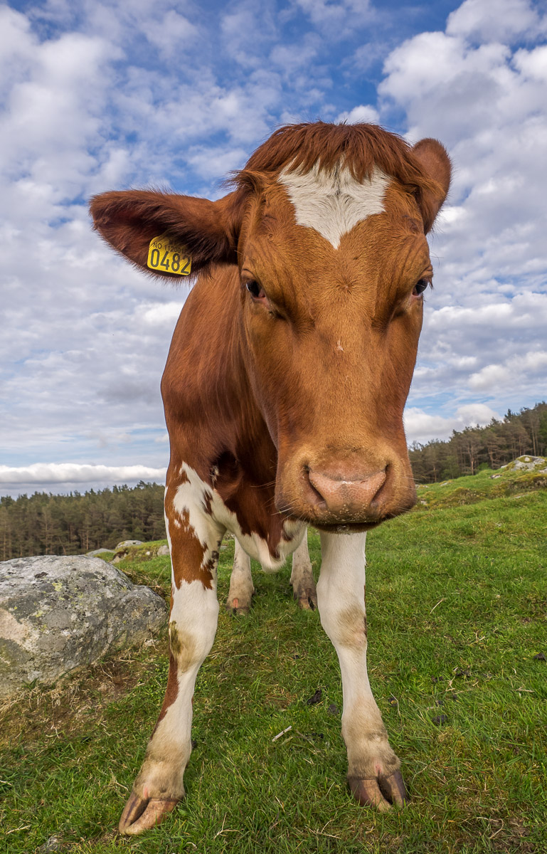 Agente 0482...a rapporto!!!!