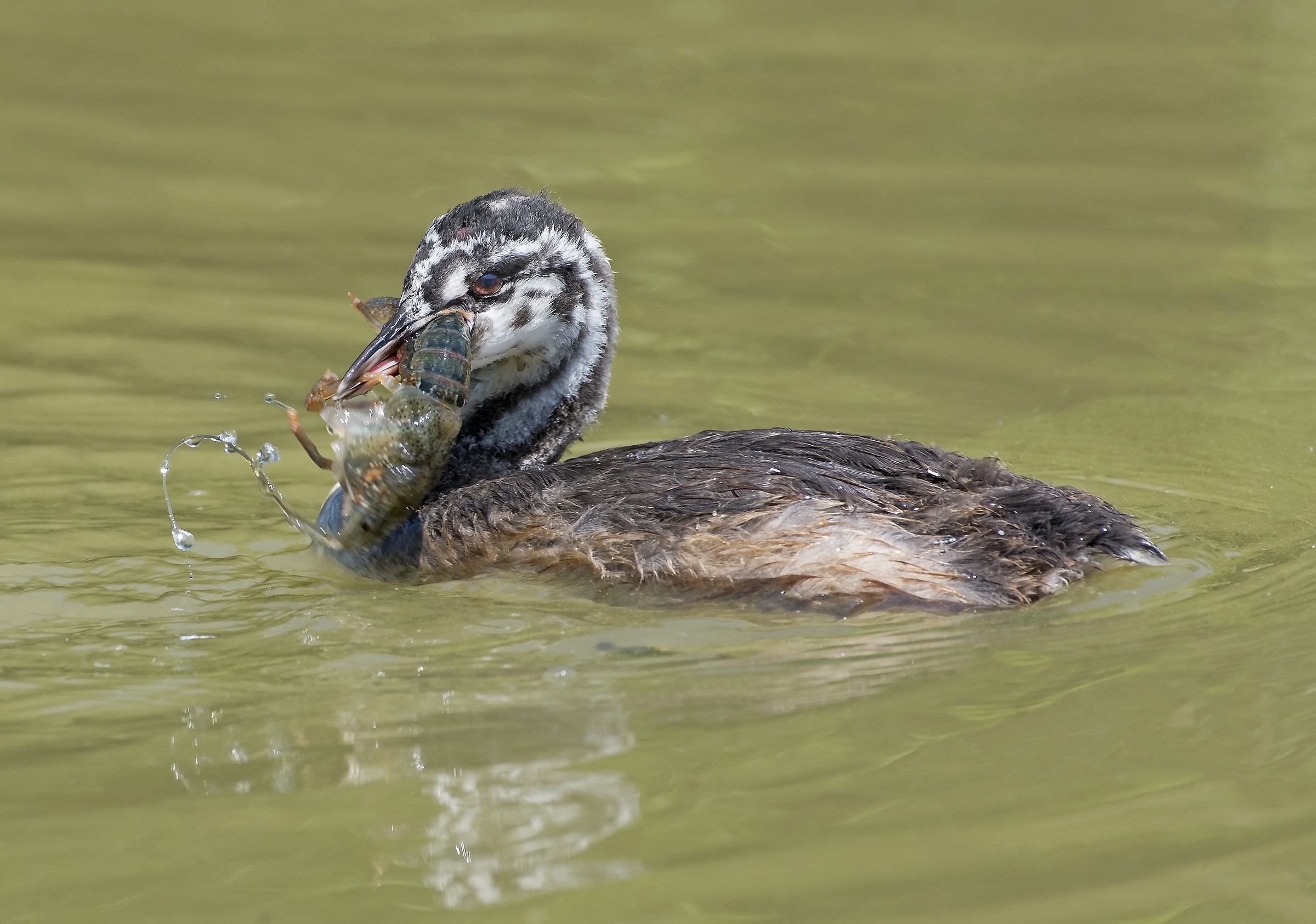 Piccoli svassi crescono!