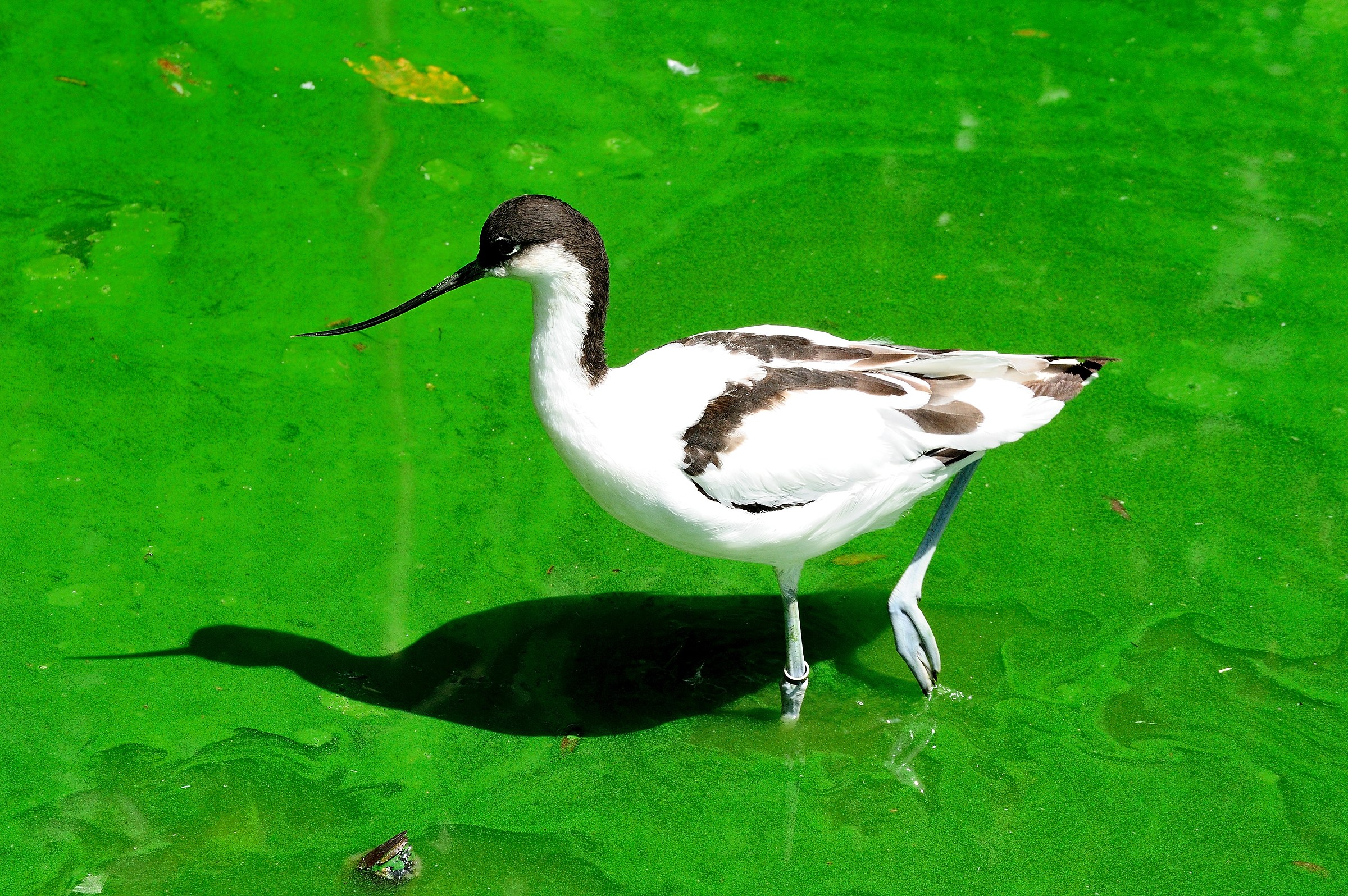 Avocet