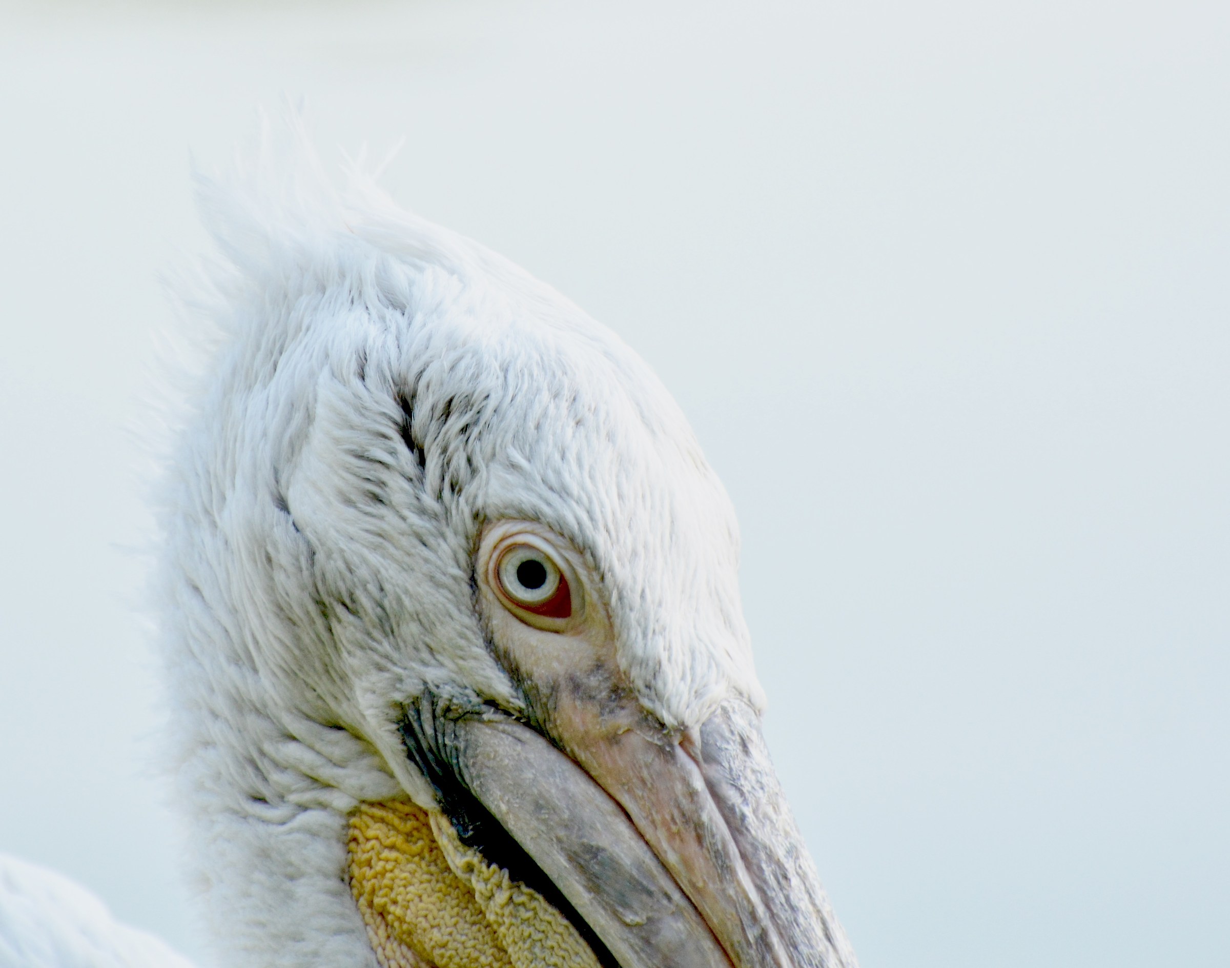 pelecanus crispus