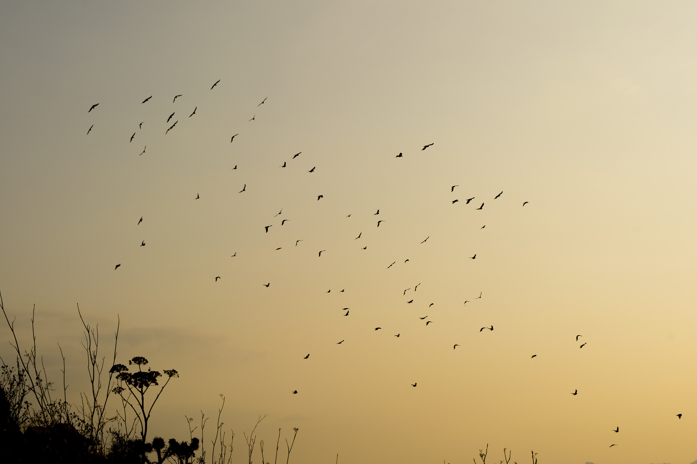 Gli abitanti del castello di Monreale..