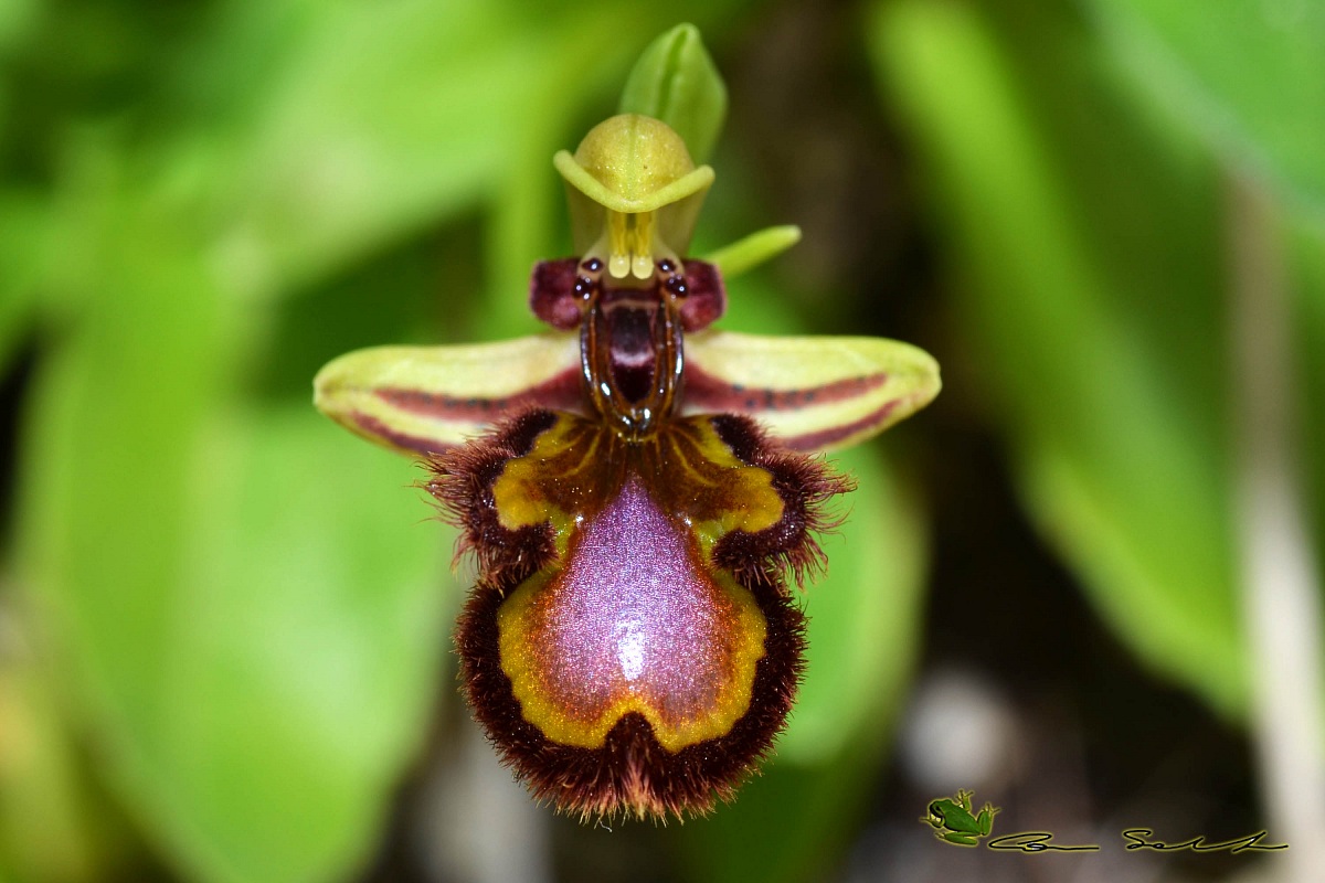 Ophrys speculum