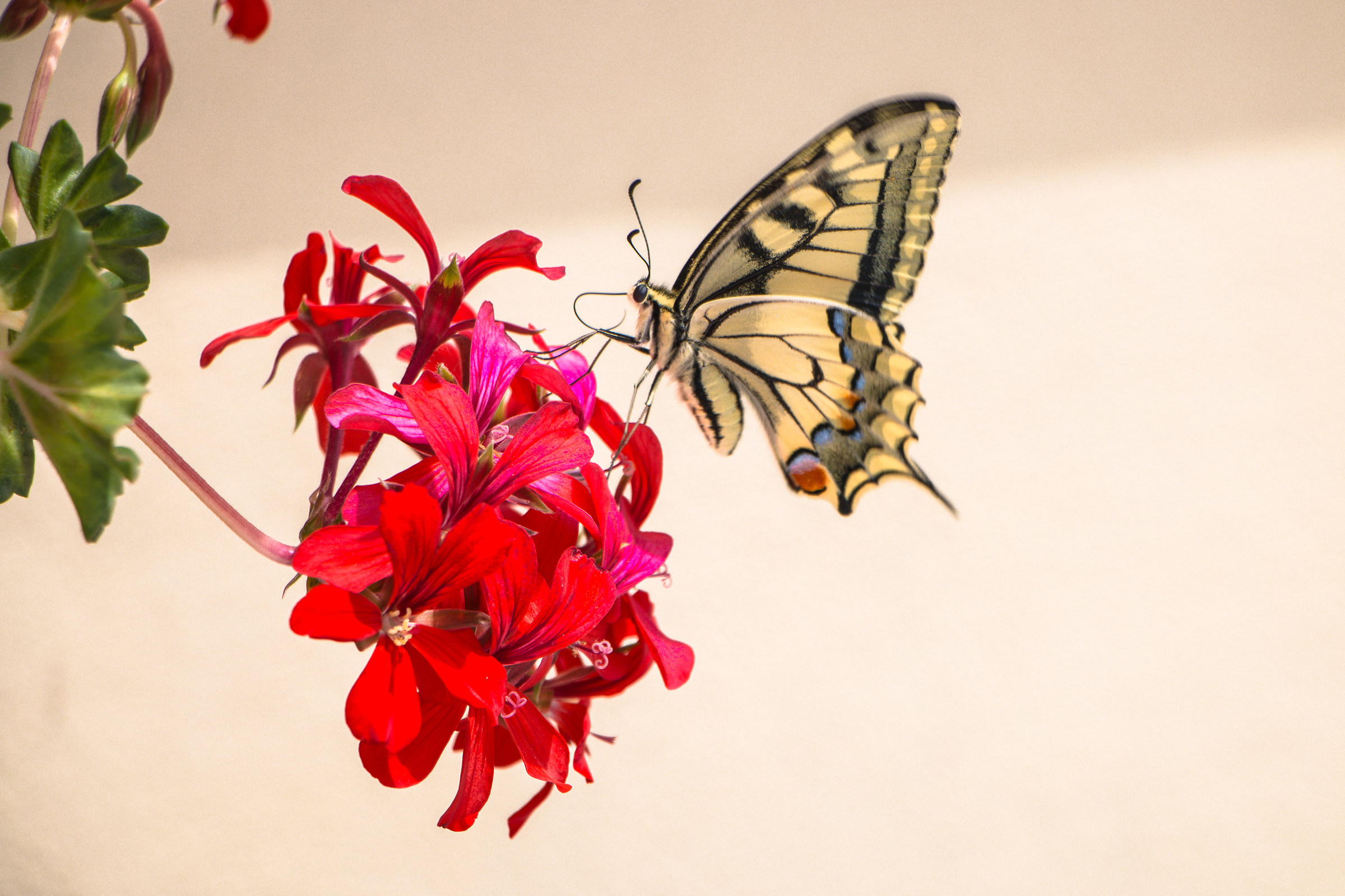 Visita sul mio terrazzo
