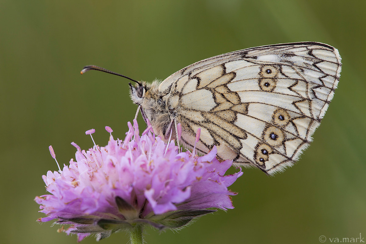 Melanargia galathea