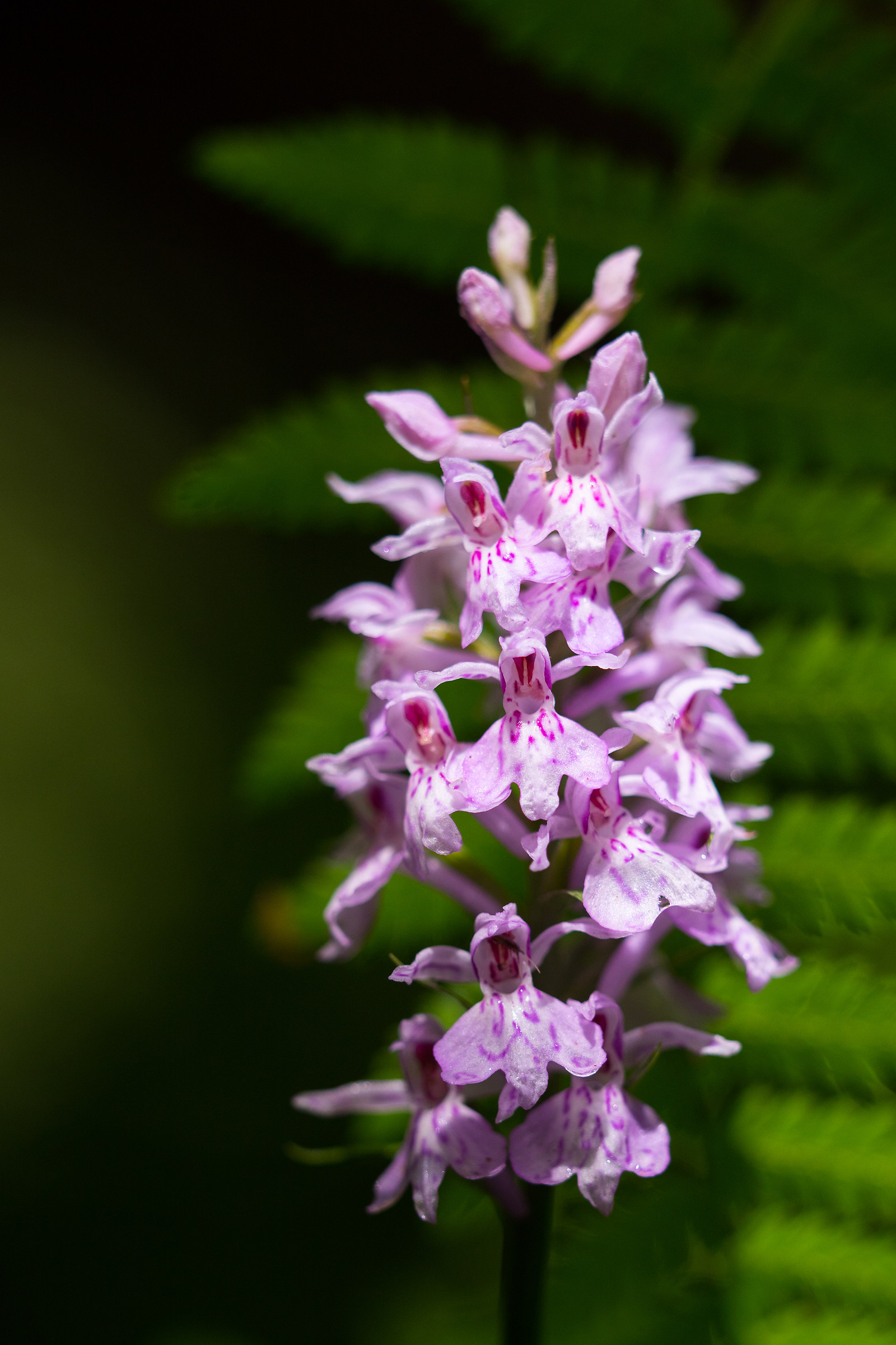 Orchid in the undergrowth of Cansiglio