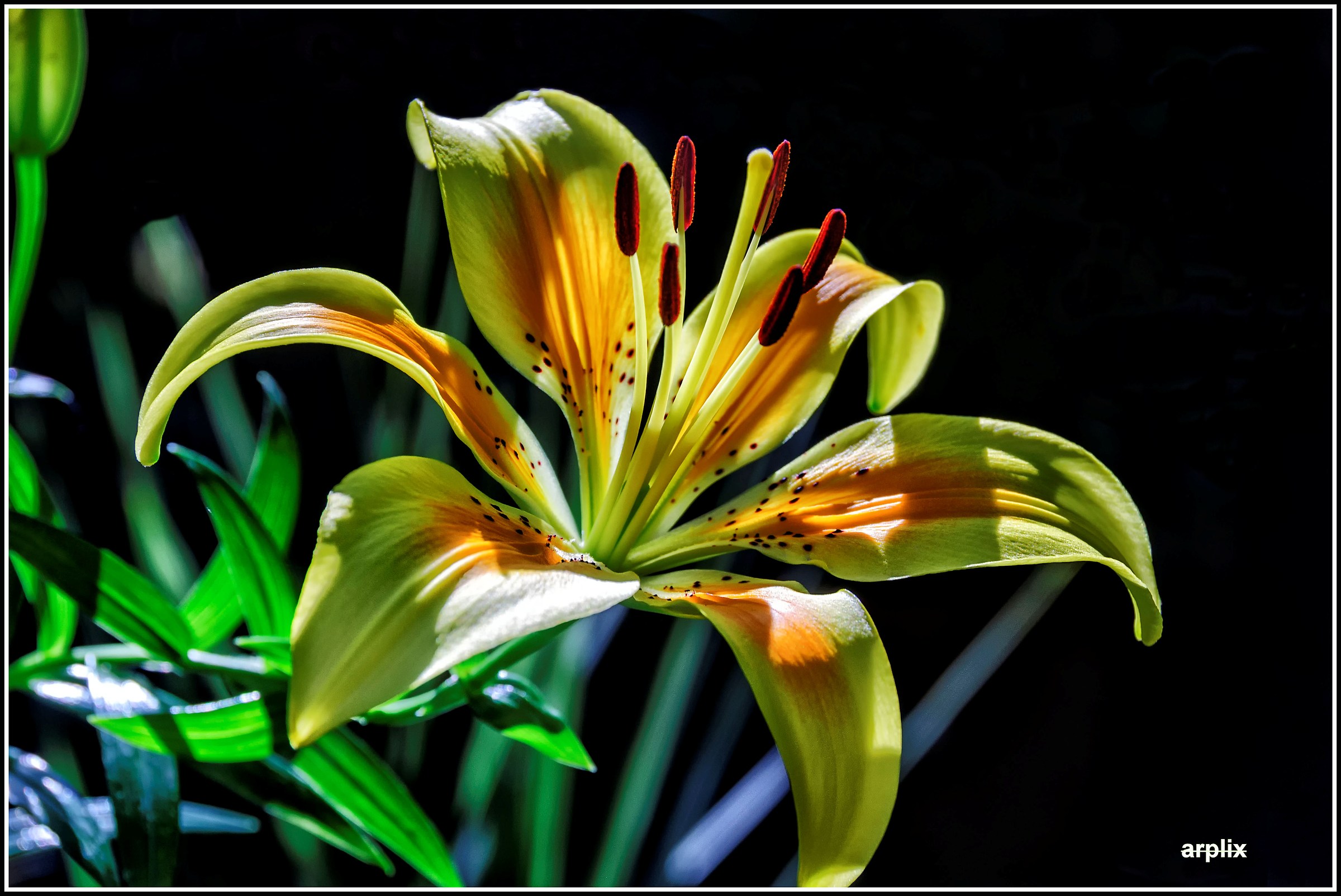 Fioriture estive, lilium