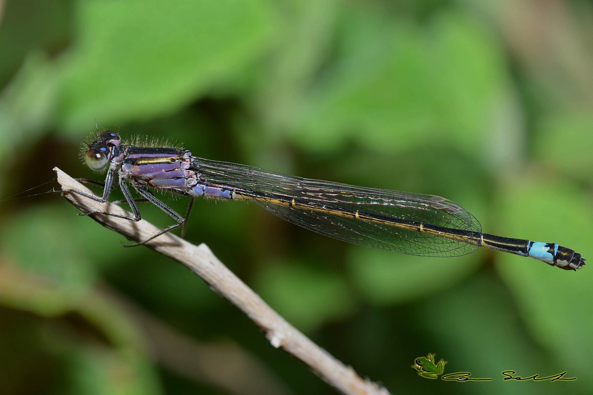 Ischnura genei, femmina androcroma
