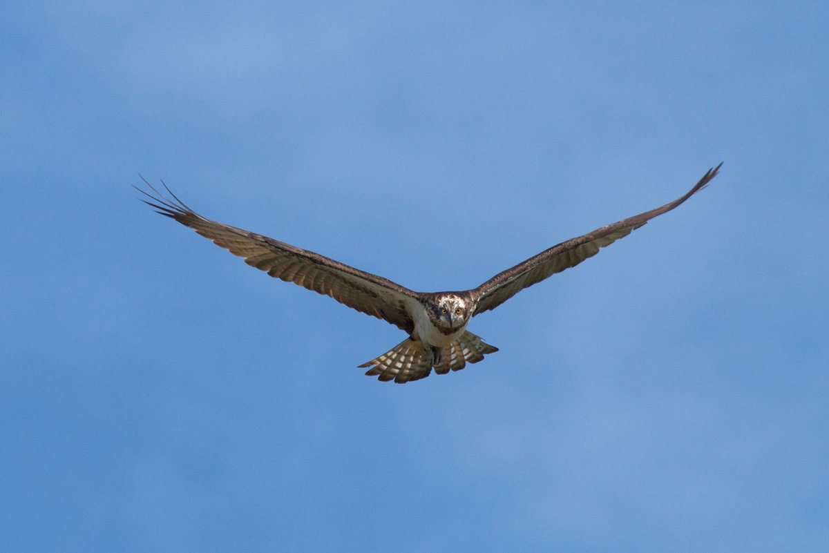 Osprey