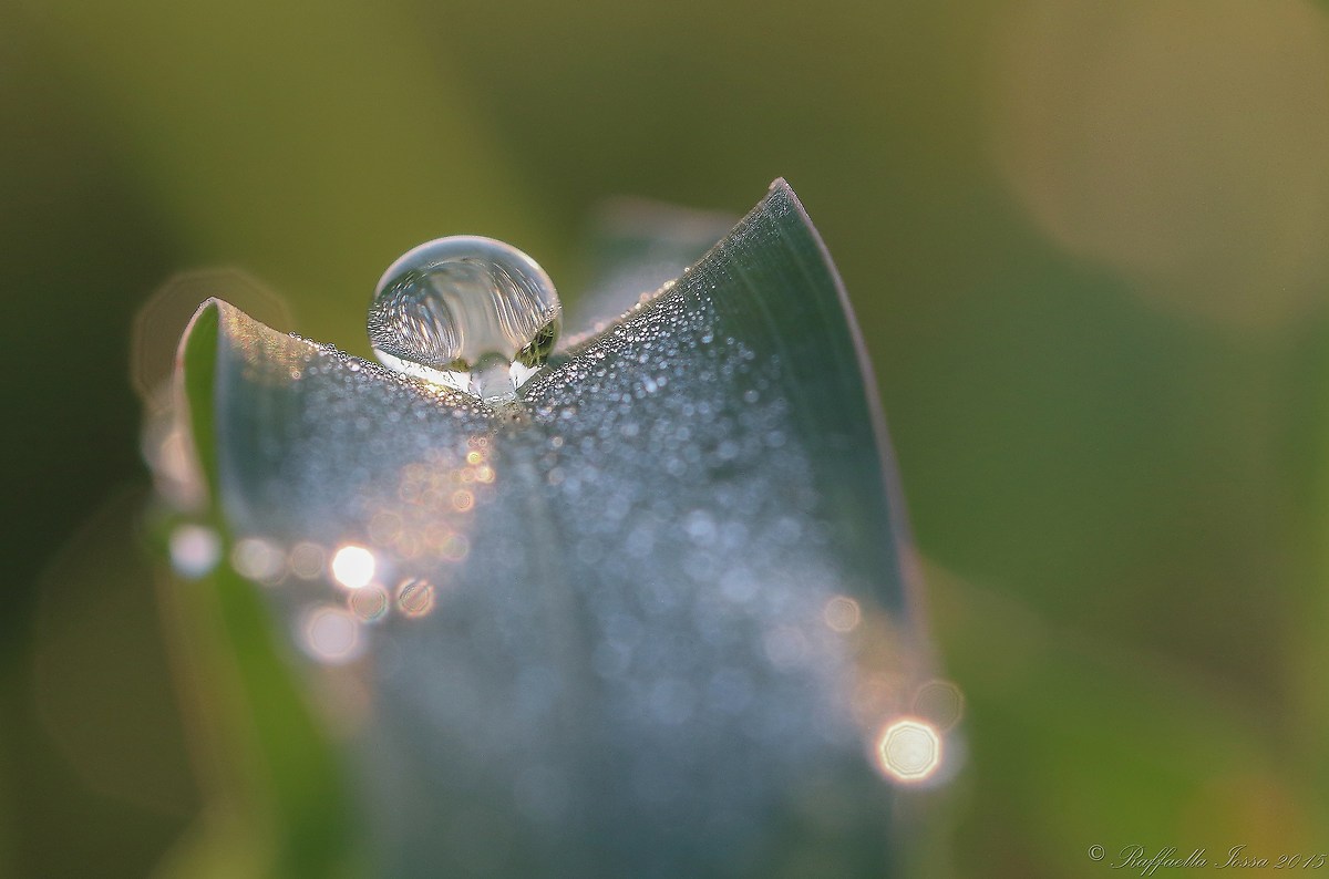 goccia di rugiada