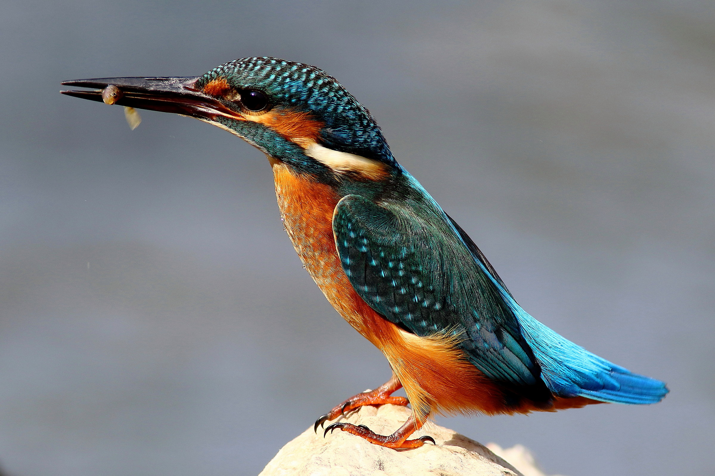 martin pescatore con pesciolino