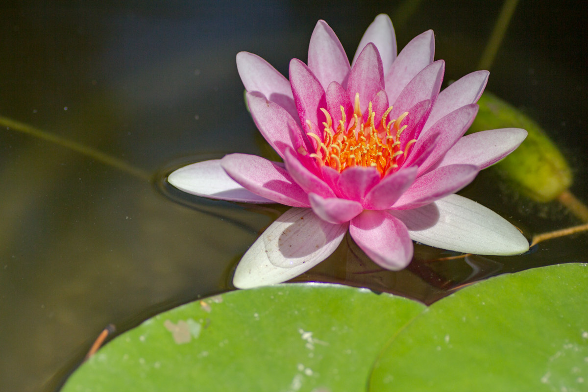 Waterlilies - July 2015