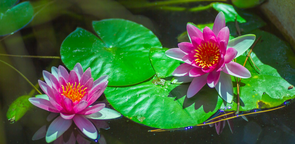 Water Lilies 2 - July 2015