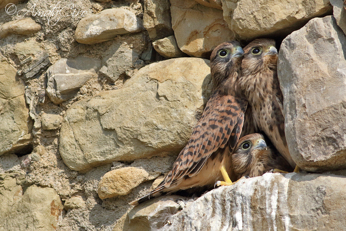 Condominio affollato