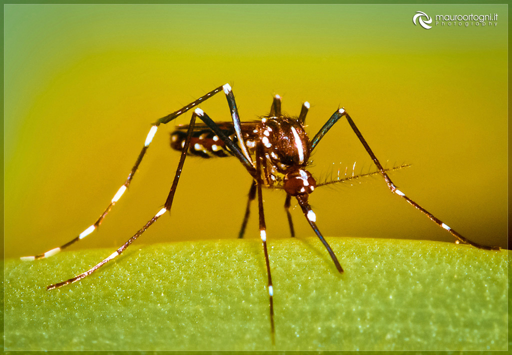 Tiger mosquito
