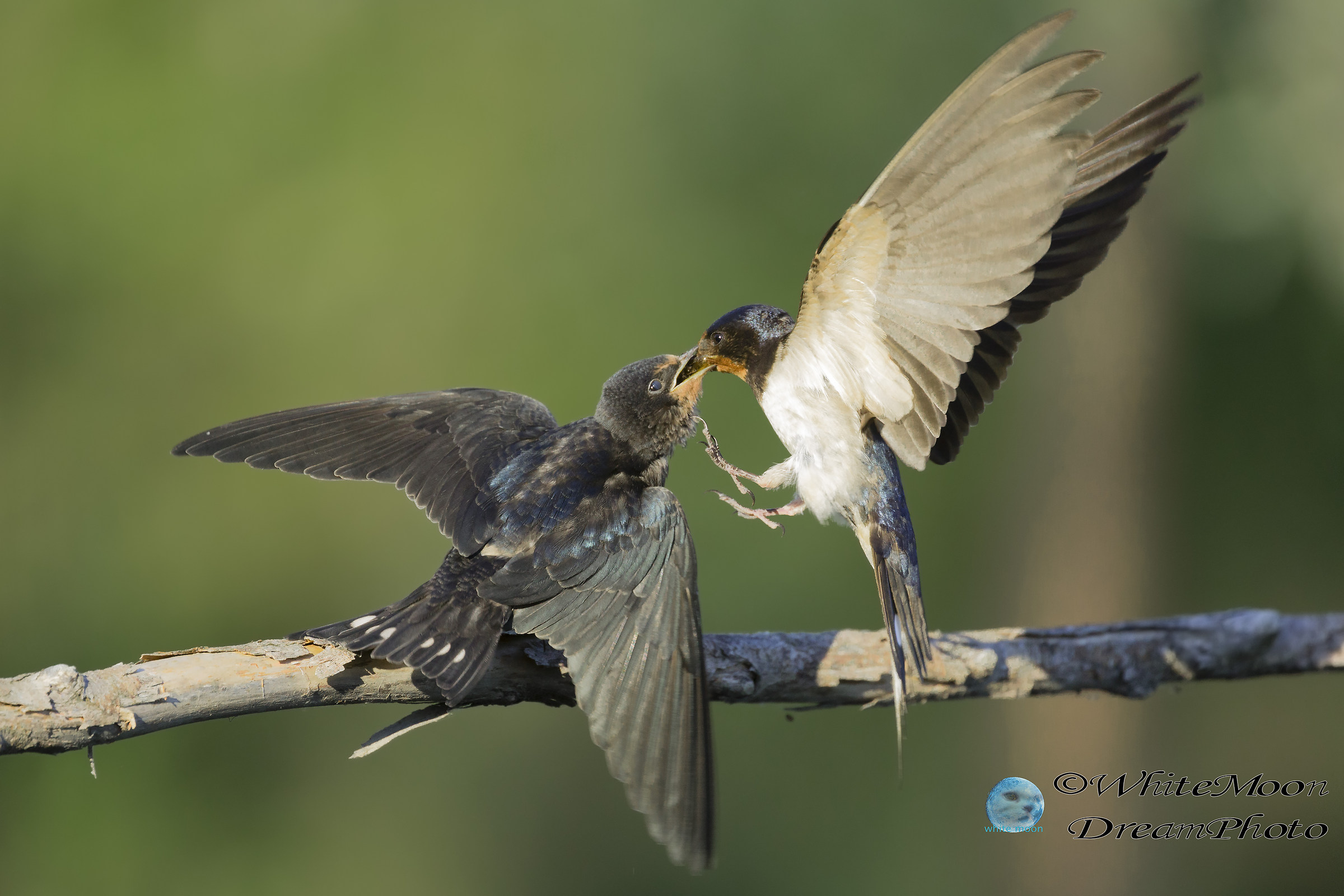 Le premure di mamma rondine