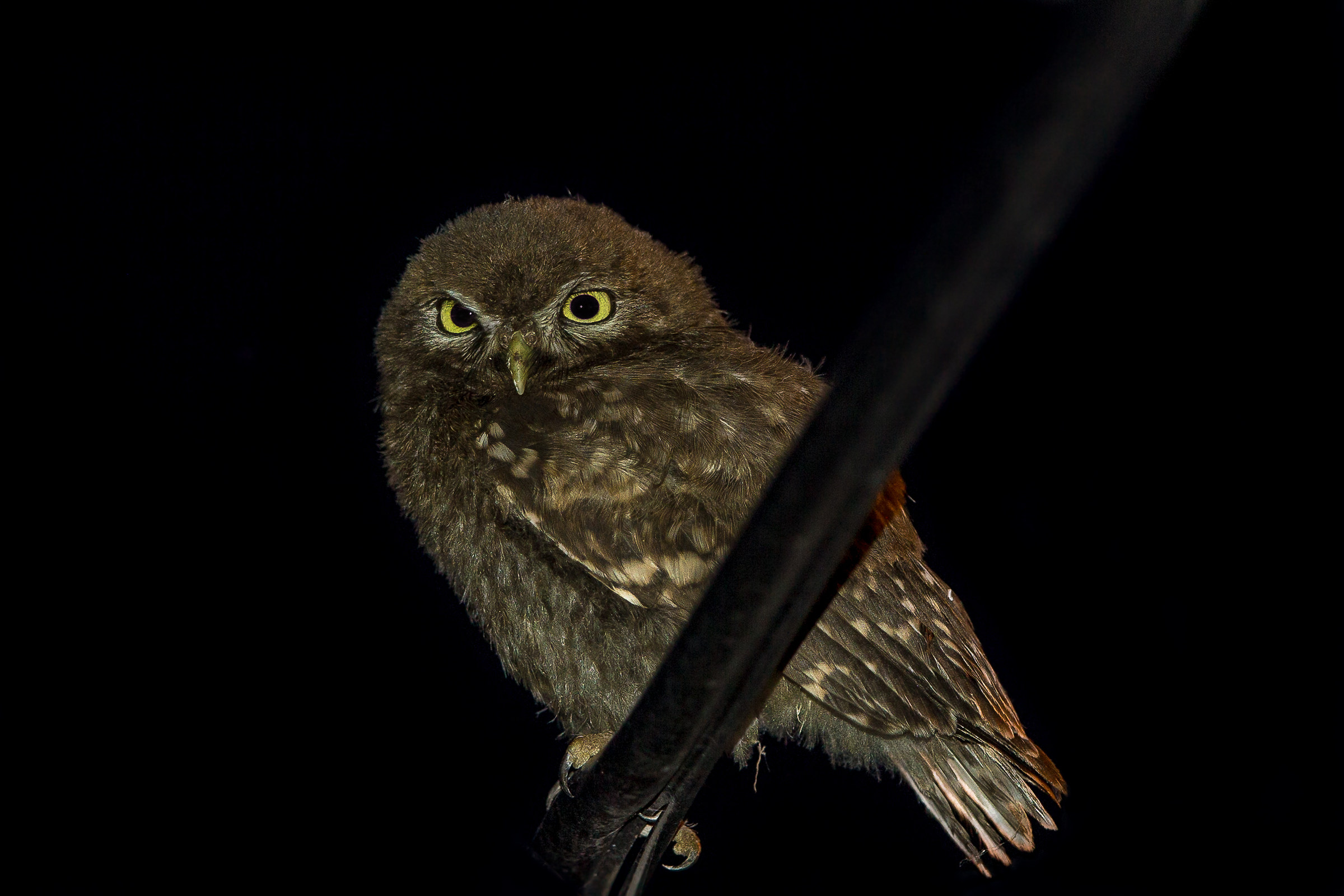 Piccolo gufo nascente