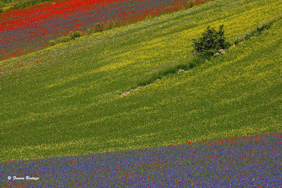 Castelluccio of Norcia in 2015 7