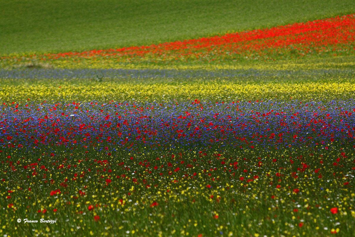 Castelluccio of Norcia in 2015 8