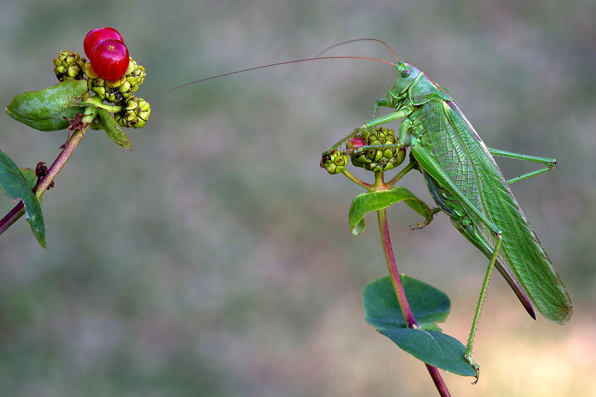 Leptophyes su bacche di caprifoglio