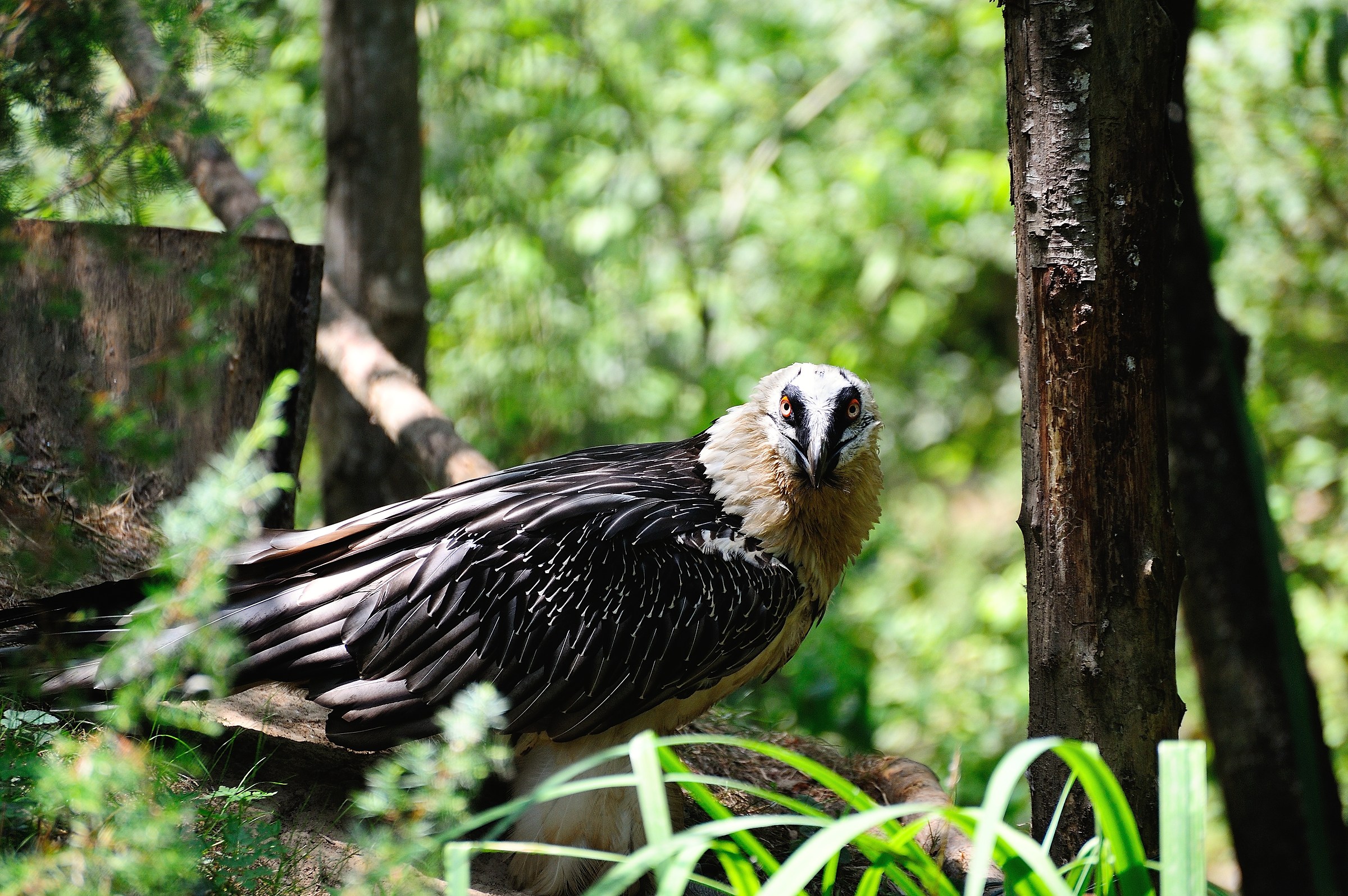 Bearded Vulture