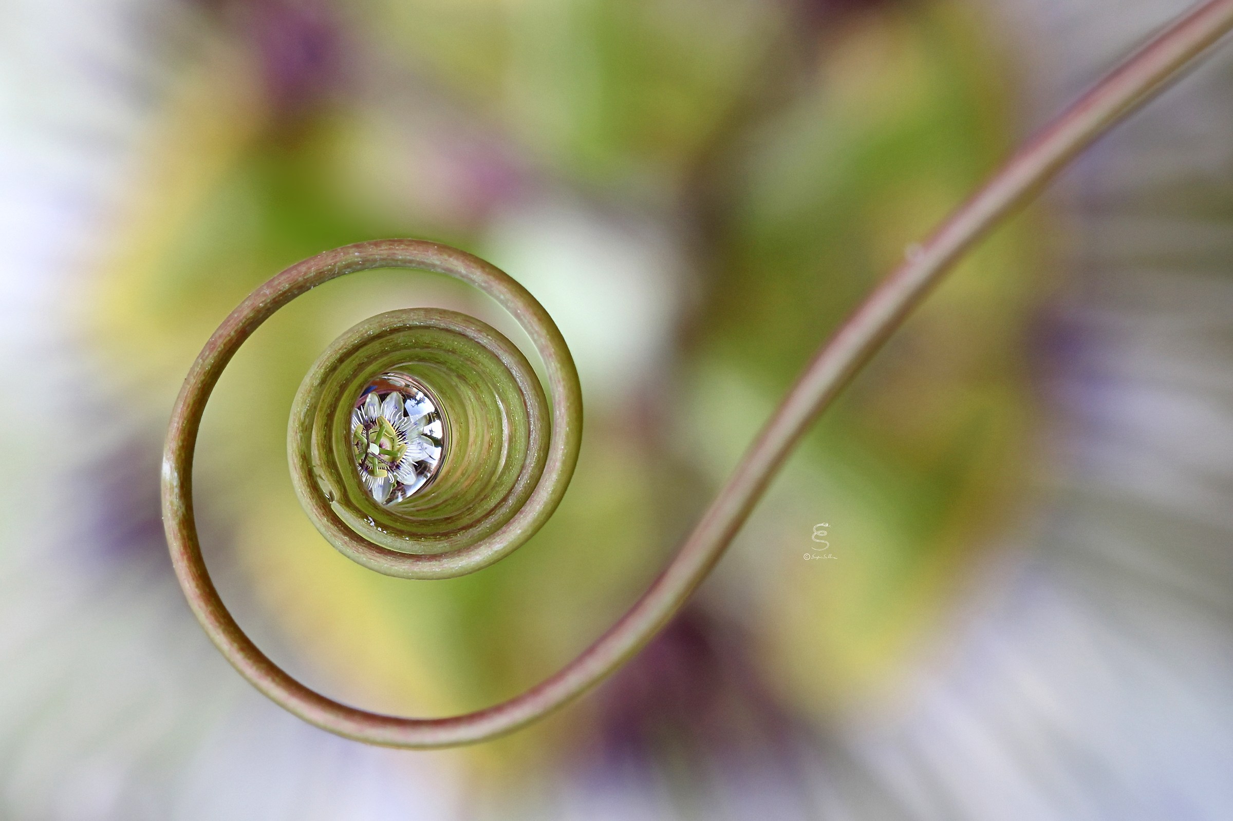 Passiflora reflected in his own tendril