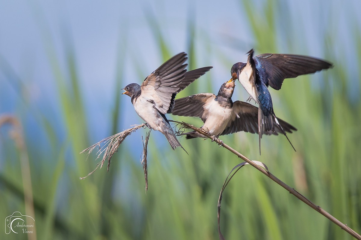The spigot of the swallow