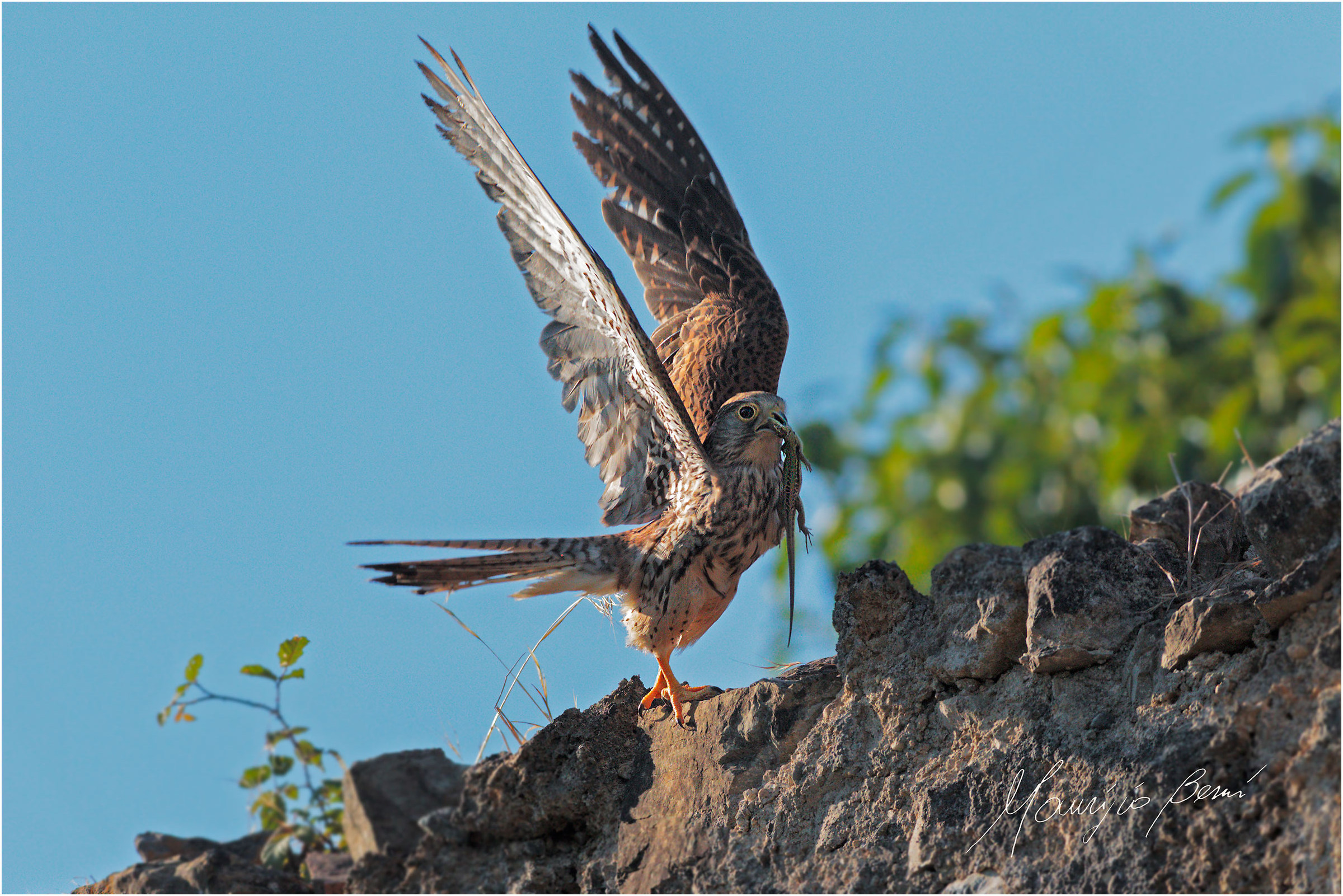 Gheppio con preda per i piccoli