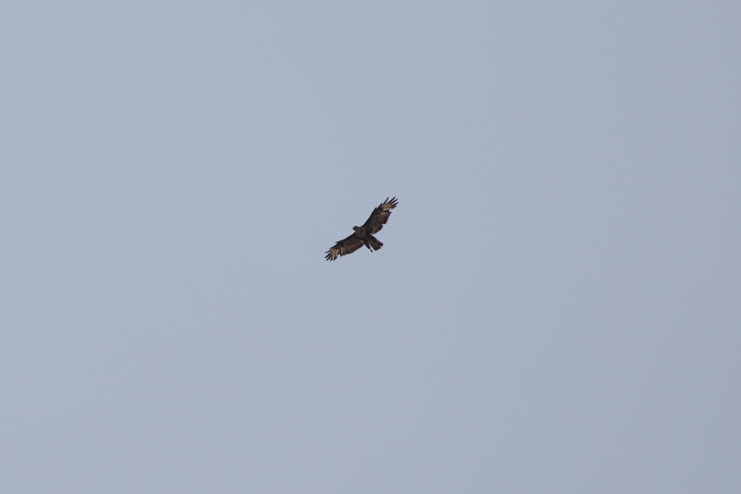 someone help me identify this bird? thanks